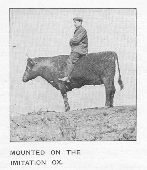Mounted on the imitation ox